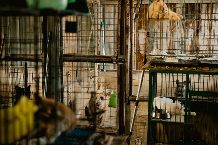 Heartfelt image of dogs and cats waiting for adoption in a shelter's cages.