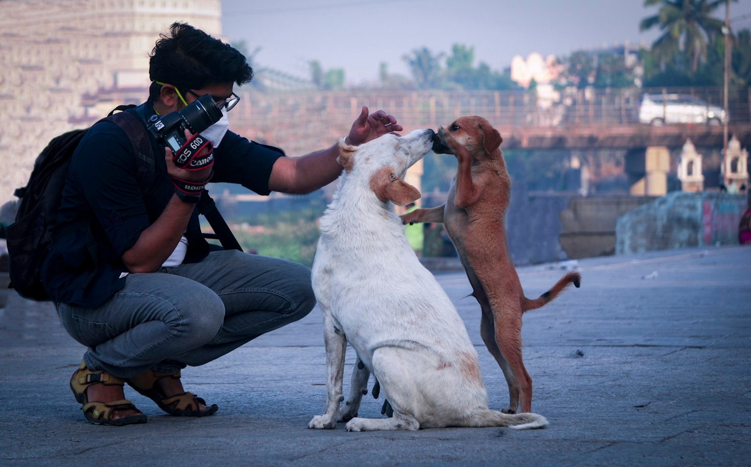 Why Street Animal Vaccination Protects the Entire Community
