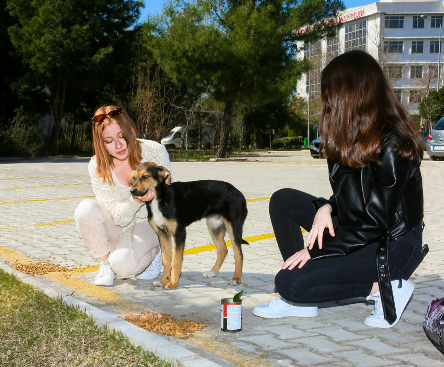 Overcoming Parvovirus: A Puppy’s Journey to Health